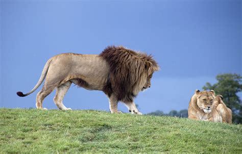 lions  tony hisgett flickr