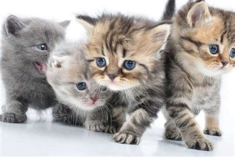 adorable cat   kitten   furry friends