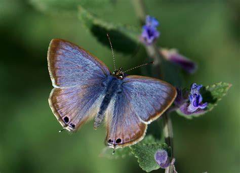 long tailed blue dorset butterflies