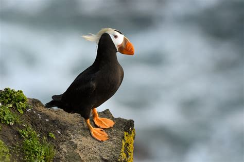 tufted puffin st paul island