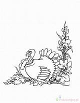 Thanksgiving Kolorowanki Turkeys Indyk Dla Dinde Animaux Coloriage Coloriages sketch template