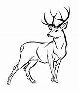 Head Drawing Stag Line Deer sketch template