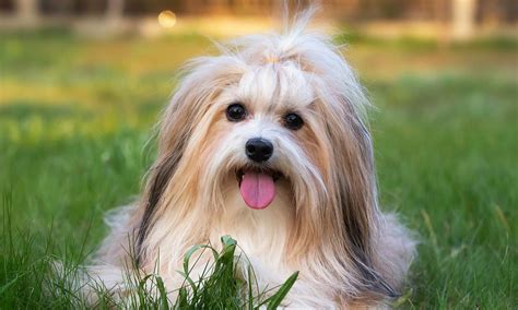 havanese breed characteristics care  bechewy