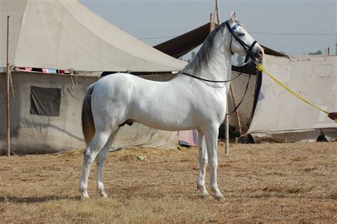 indian horse wallpaper wallpapersafaricom