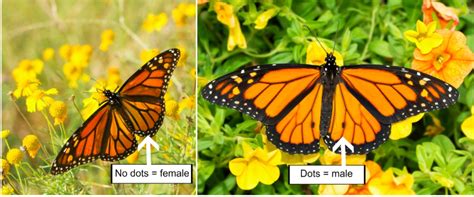 how to tell the difference between a male or female monarch butterfly