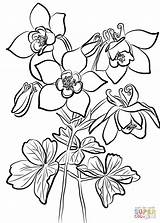 Coloring Columbine Pages Flowers Fan Printable Drawing Paper Supercoloring Categories sketch template