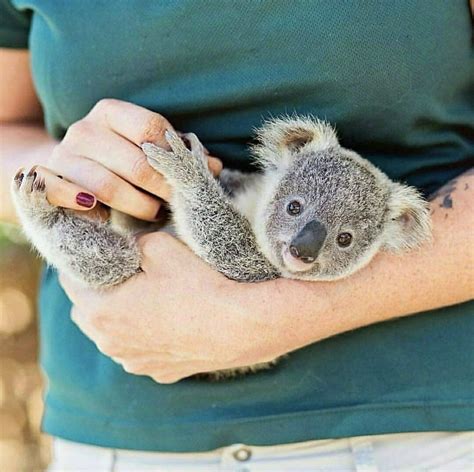 twitter cute funny animals animals  pets wild animals koala