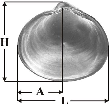 placement  shell measurements  shell length  height   scientific diagram