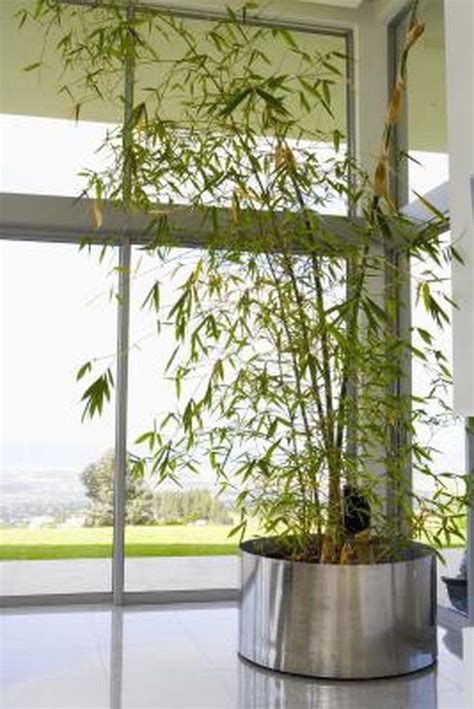 learn   grow bamboo plants indoors   guides tips