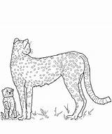 Coloring Cheetah Kids Pages Drawing Animal Family Getcolorings Families Getdrawings Paintingvalley sketch template