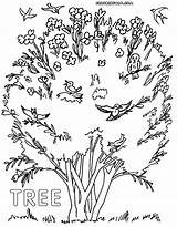 Tree Coloring Pages Birds sketch template