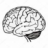 Gehirn Cerebro Menschliches Ausmalbild Depositphotos Humano Menschliche Herz Zeichnungen Skizzierung Nervioso Sketchite sketch template