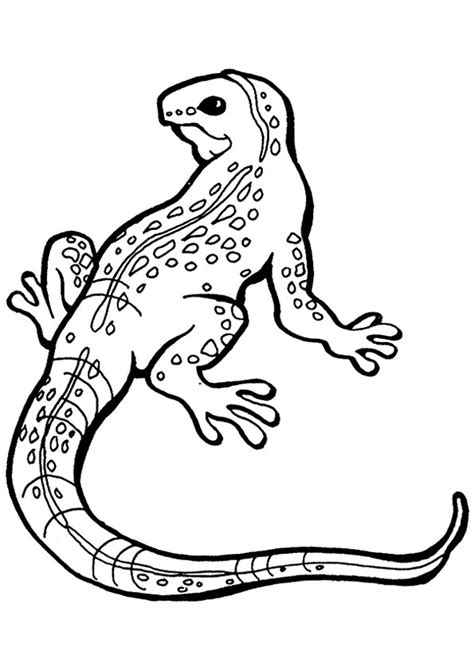 iguana coloring pages books    printable