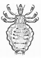 Lice Coloring Printable Pages Edupics Large Information sketch template