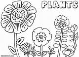 Coloring Plant Plants Pages Colorings Book sketch template