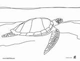 Turtle Swimming Coloring Pages Green Hellokids Color Print Animal Tortue Dessin Mer Online sketch template