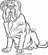 Coloring Mastiff Pages Designlooter Neapolitan Dog Cartoon Stock Animal Getdrawings Getcolorings Color sketch template