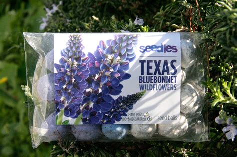 texas bluebonnet seedles blue bonnets texas bluebonnets container