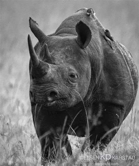 elsen karstads pic  day kenya black rhino