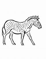 Zebra Coloring Pages Printable Kids Print Cute Clipart Sheets Library Popular Books sketch template