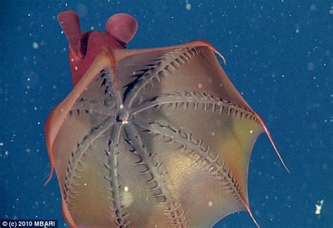 vampire squid  hell  refuses  kill scientists find