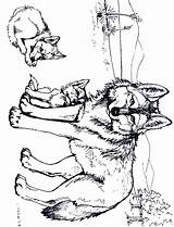 Wolf Coloring Pages Color Print Coloring2print sketch template