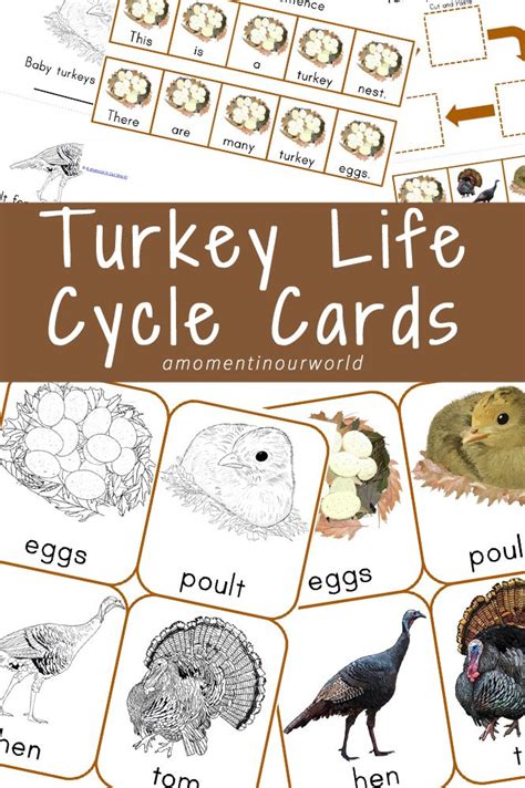 printable turkey life cycle cards life cycles preschool life