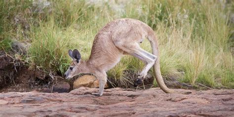 Kangaroos Weird Walk Proves Their Tails Are Like A Fifth Leg Huffpost