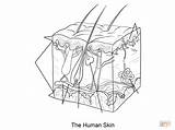 Dermis Humana Epidermis Haut Worksheet Subcutaneous Supercoloring Tissue Menschliche Anatomia Ausdrucken sketch template