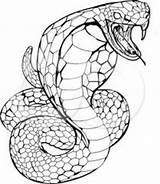 King Cobras Coloriage Dessin sketch template