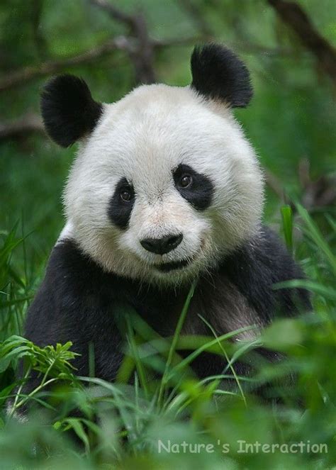 smiling panda panda bear pinterest