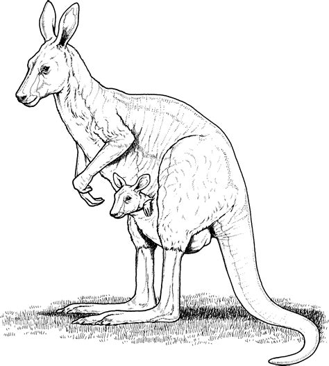 tree kangaroo drawing  getdrawings