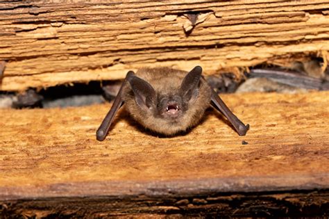 species spotlight  brown bat massgov