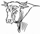 Toros Byk Toro Byki Kleurplaat Colorear Stier Byka Kolorowanka Krowy Vacas Rogi Mamydzieci Bulls Disegno Disegnare Rodeo sketch template