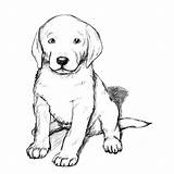 Retriever Puppy Ausmalbilder Hunde Bestcoloringpagesforkids sketch template