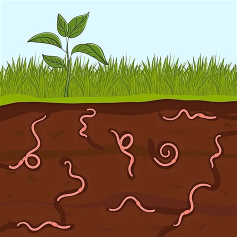 earthworm info     batang tabon