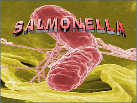 salmonella  prevention symptoms salmonella treatment