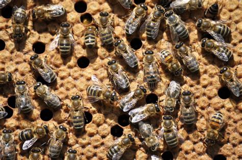 bijen op een bijenkorfkader met een gesloten brood stock afbeelding image  bijen honing