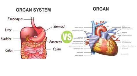 difference  organ  organ system explained