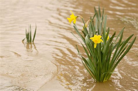 Coping With Waterlogged Or Flooded Gardens