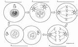 Mitosis Coloring Biologycorner Worksheets sketch template