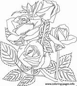 Rose Coloring Realistic Pages Printable Print Color Book sketch template