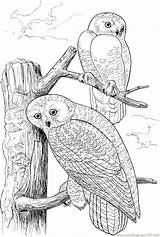 Owl Owls Tree Coloring Pages Color Printable Two Birds Colouring sketch template