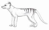 Tiger Tasmanian Thylacine Mammals sketch template