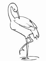 Crane Coloring Drawing Pages Bird Leg Stands Printable Animal Getdrawings Stork sketch template
