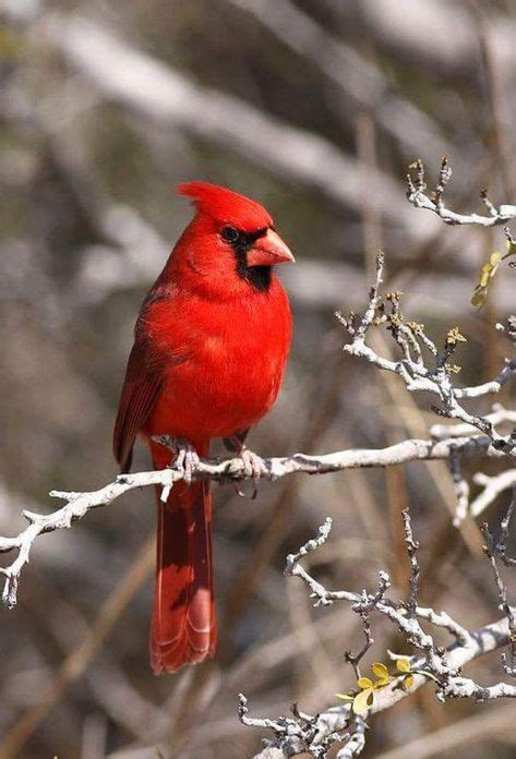 cardinals images cardinals cardinal birds birds