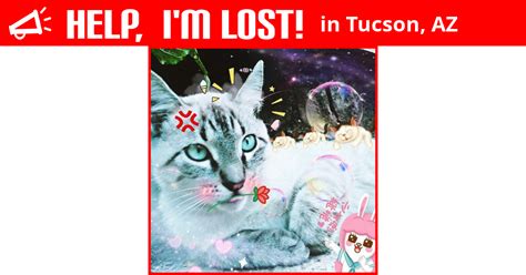 Lost Cat Tucson Arizona Winter