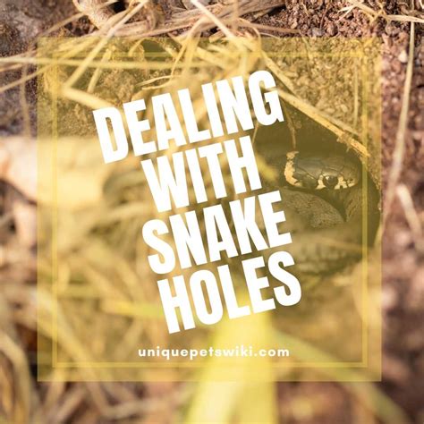 dealing  snake holes