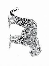 Colorare Felini Jachtluipaard Colorat Cheetah Dieren Gepard Tigri Animale Leopardos Guepard Mewarnai Leopard Ghepardo Planse P03 Citah Felins Ausmalbilder Sauvages sketch template