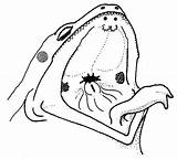 Frog Mouth External Dissection Anatomy Worksheet Internal Label Structures Complete Table Biologycorner sketch template